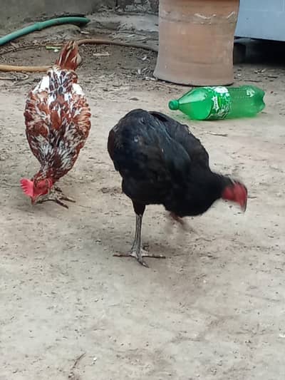 Aseel mianwali female or desi female hen
