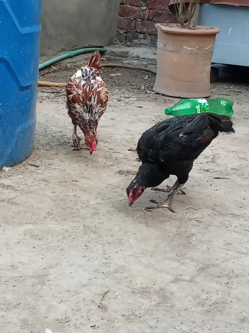 Aseel mianwali female or desi female hen — photo 2