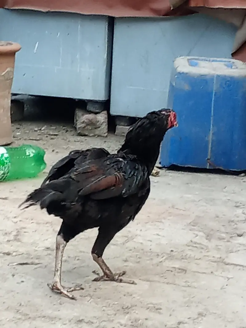 Aseel mianwali female or desi female hen — photo 3
