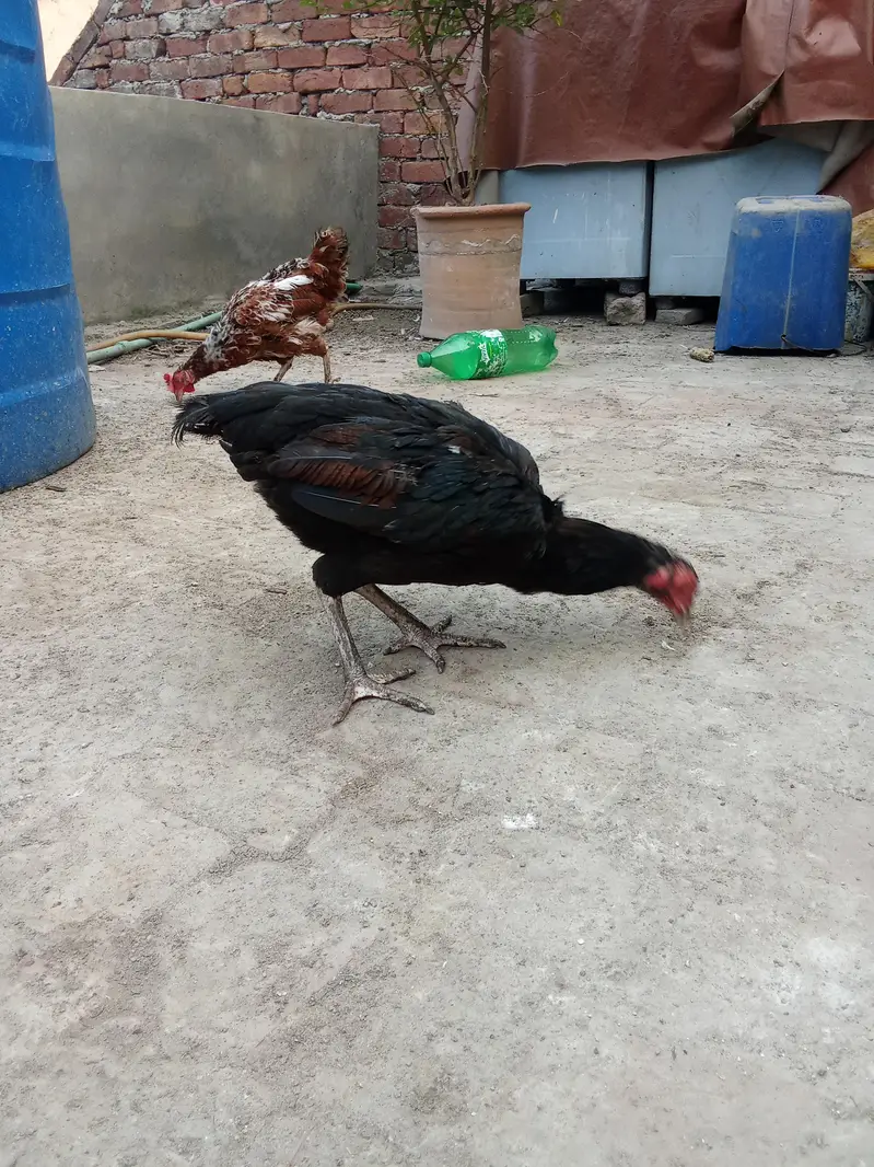 Aseel mianwali female or desi female hen — photo 4