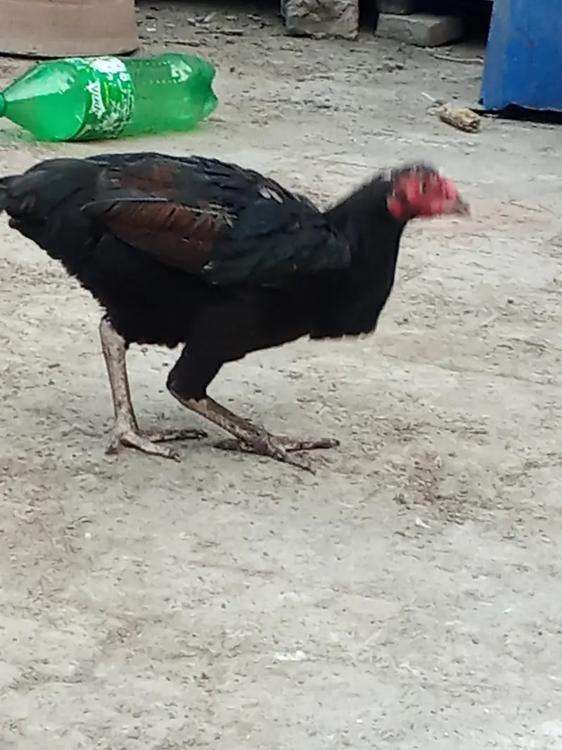 Aseel mianwali female or desi female hen — photo 5
