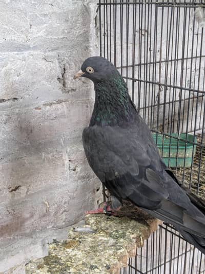 Black tady breeder pair dub wala pair for sale