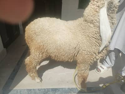 Pure Kajla Breeder for sale | Kheera 5 Kaliyan |6 months Old