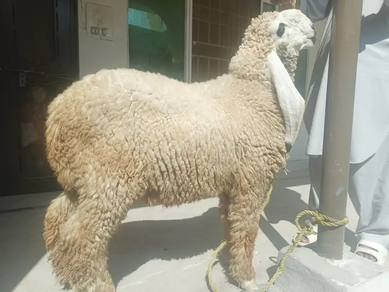 Pure Kajla Breeder for sale | Kheera 5 Kaliyan |6 months Old — photo 2