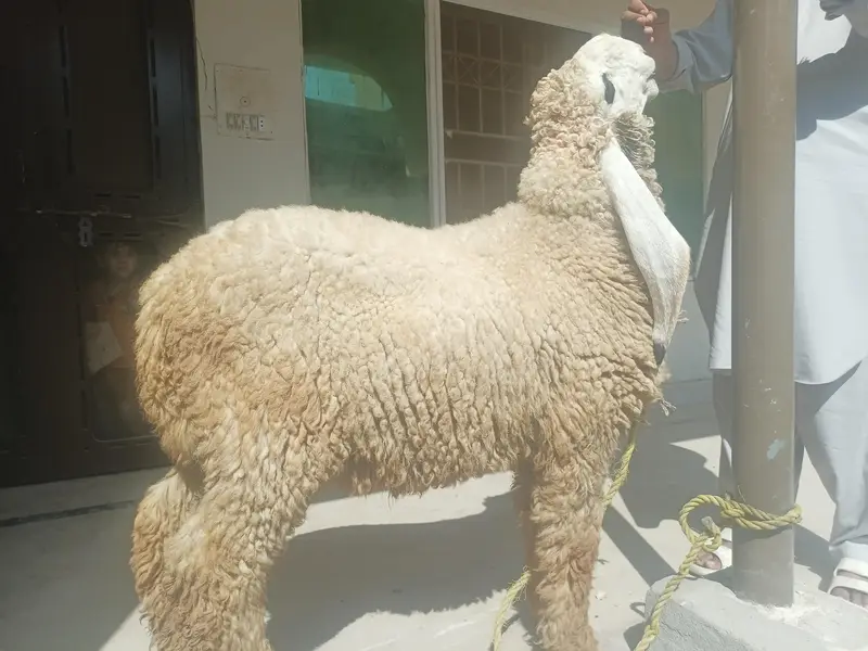 Pure Kajla Breeder for sale | Kheera 5 Kaliyan |6 months Old — photo 3