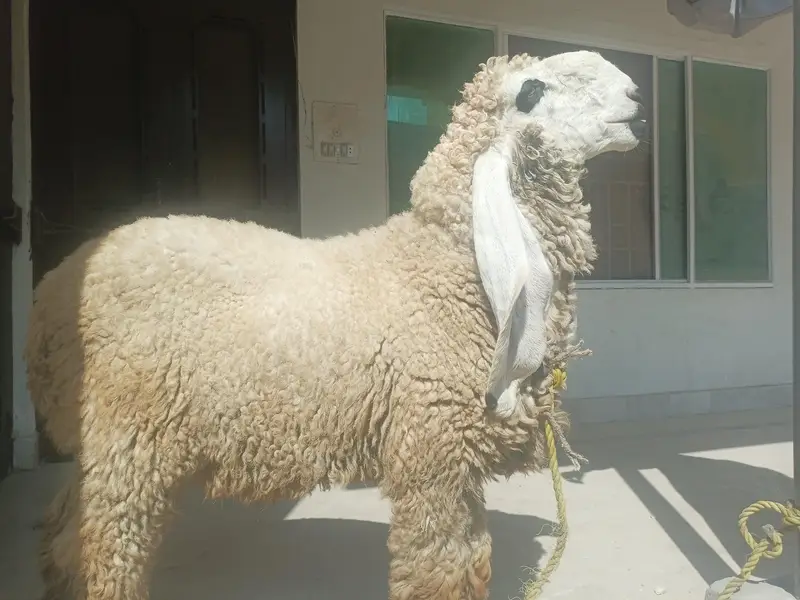 Pure Kajla Breeder for sale | Kheera 5 Kaliyan |6 months Old — photo 4