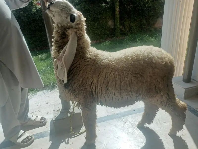 Pure Kajla Breeder for sale | Kheera 5 Kaliyan |6 months Old — photo 5