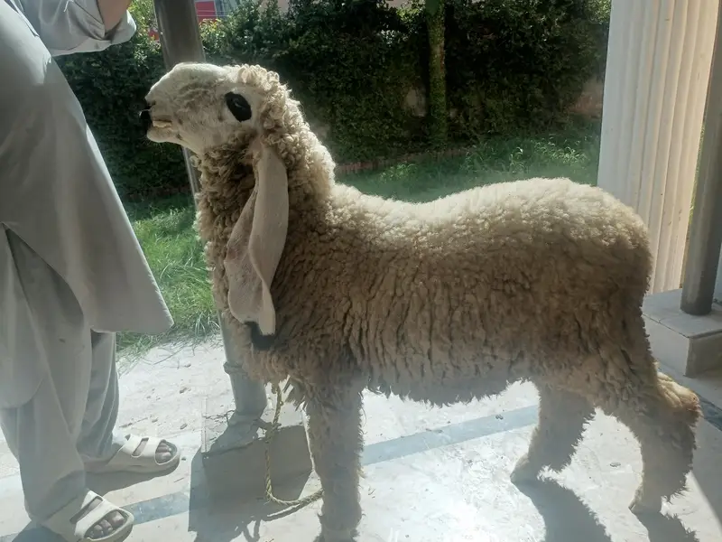 Pure Kajla Breeder for sale | Kheera 5 Kaliyan |6 months Old — photo 6