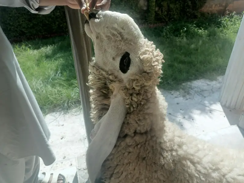 Pure Kajla Breeder for sale | Kheera 5 Kaliyan |6 months Old — photo 7