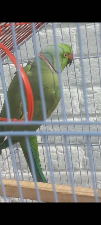 Ringneck Parrot for sale