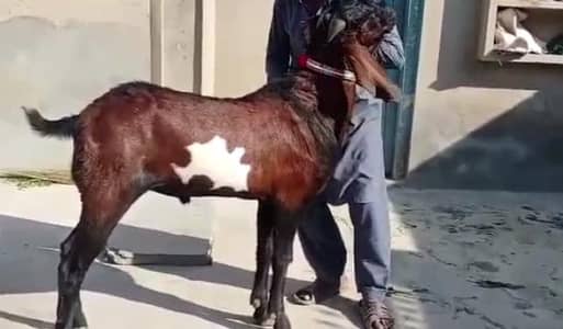 desi bakra for sale CAll me ,,03230718297