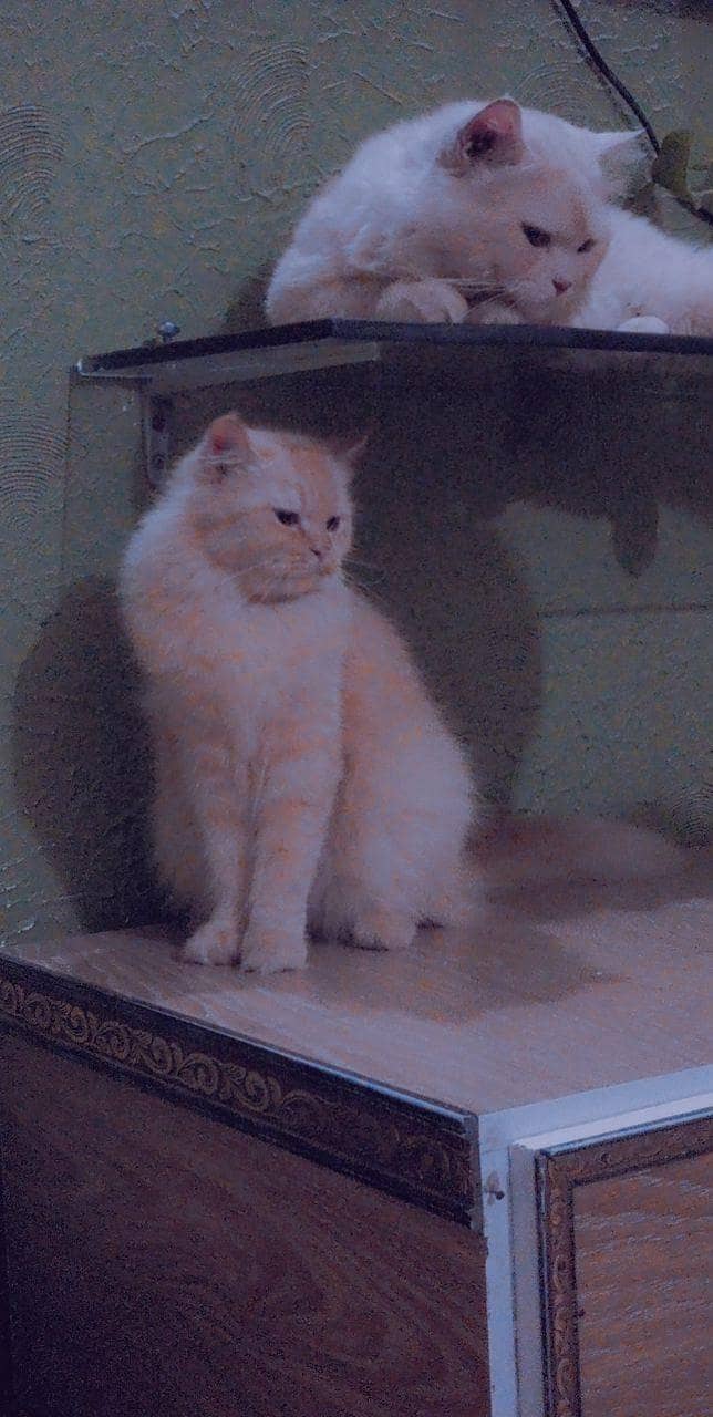 cat couple 0