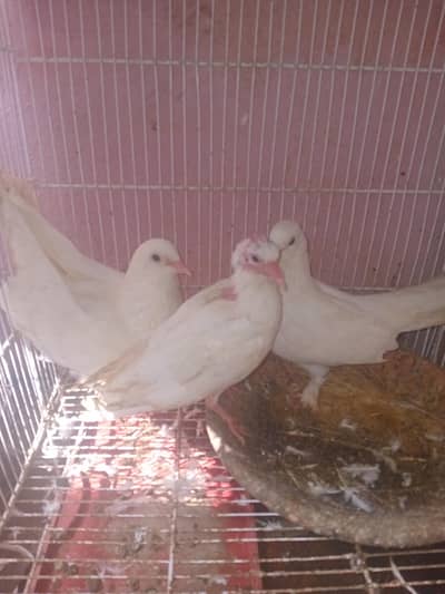 pigeon