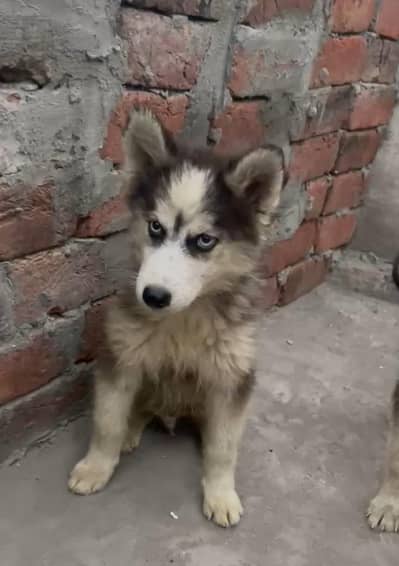 Siberian Husky Male pup