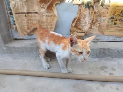 friendly kitten