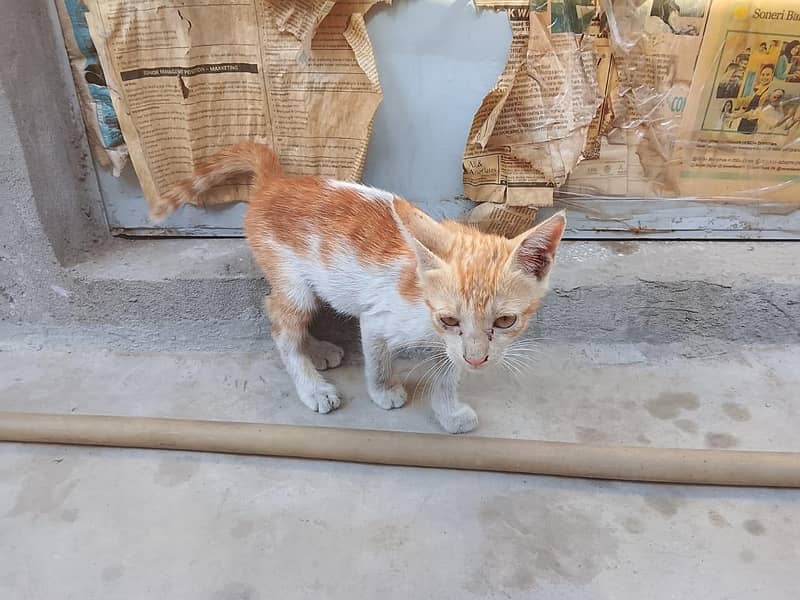 friendly kitten 1