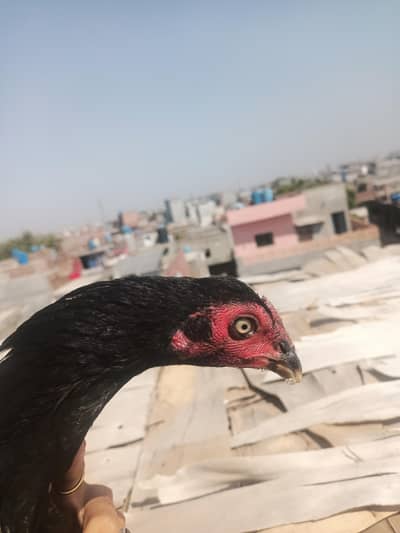pathi mianwali sale