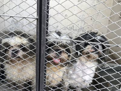 Shitzu available with complete vaccination 3male,1female available