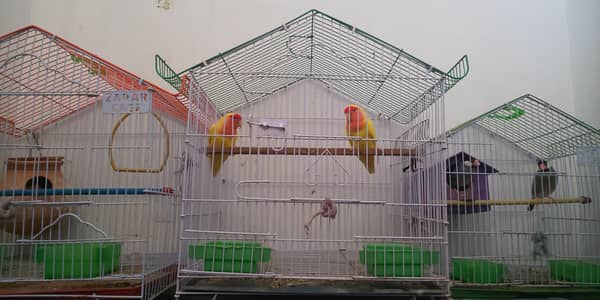 Love Birds