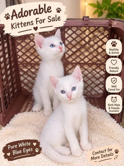 Adorable White Kittens for Sale Healthy & Active
