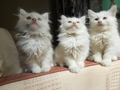 White Persian kittens