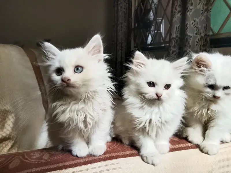 White Persian kittens — photo 2