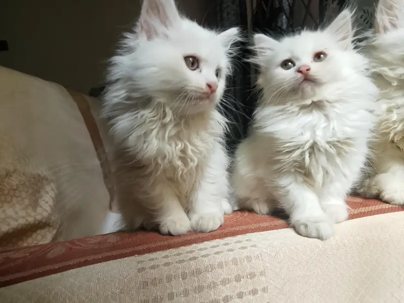White Persian kittens — photo 3