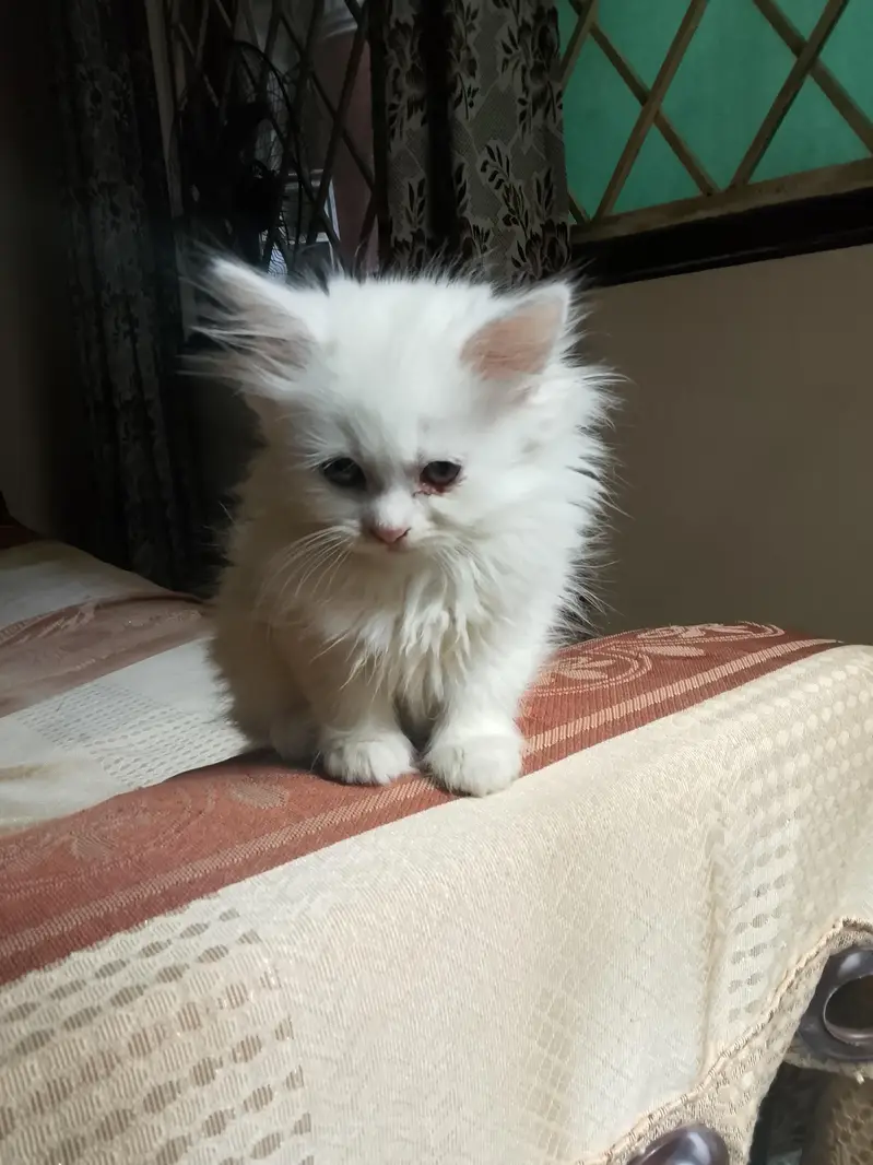 White Persian kittens — photo 4