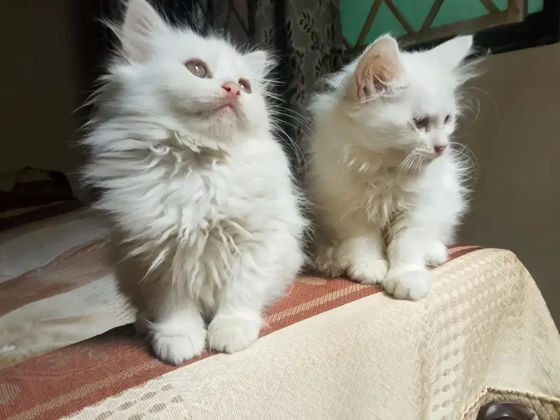 White Persian kittens — photo 5