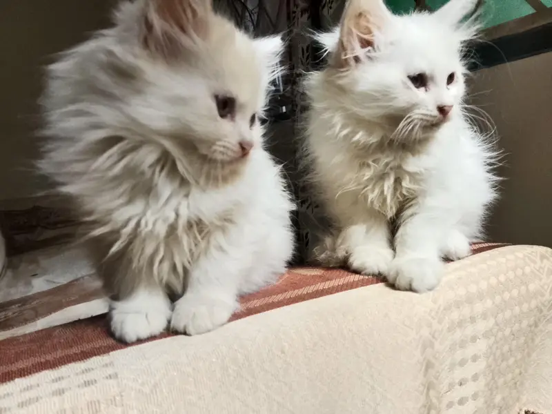 White Persian kittens — photo 6
