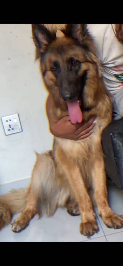 Black tan German shepherd breeder female