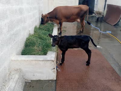 pure jersi cow with female bachi