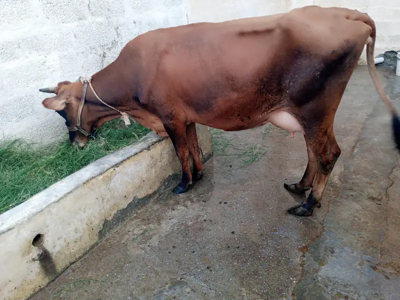 pure jersi cow with female bachi — photo 2