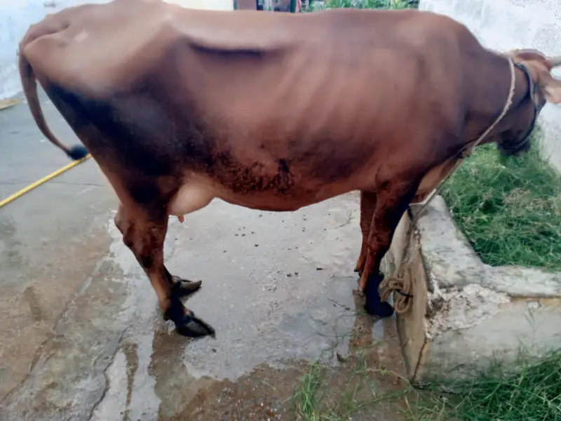 pure jersi cow with female bachi — photo 3