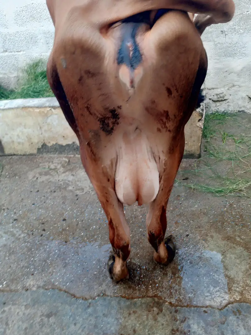 pure jersi cow with female bachi — photo 4