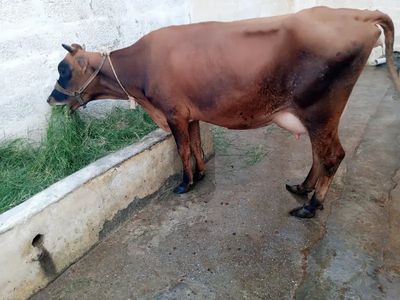 pure jersi cow with female bachi — photo 5