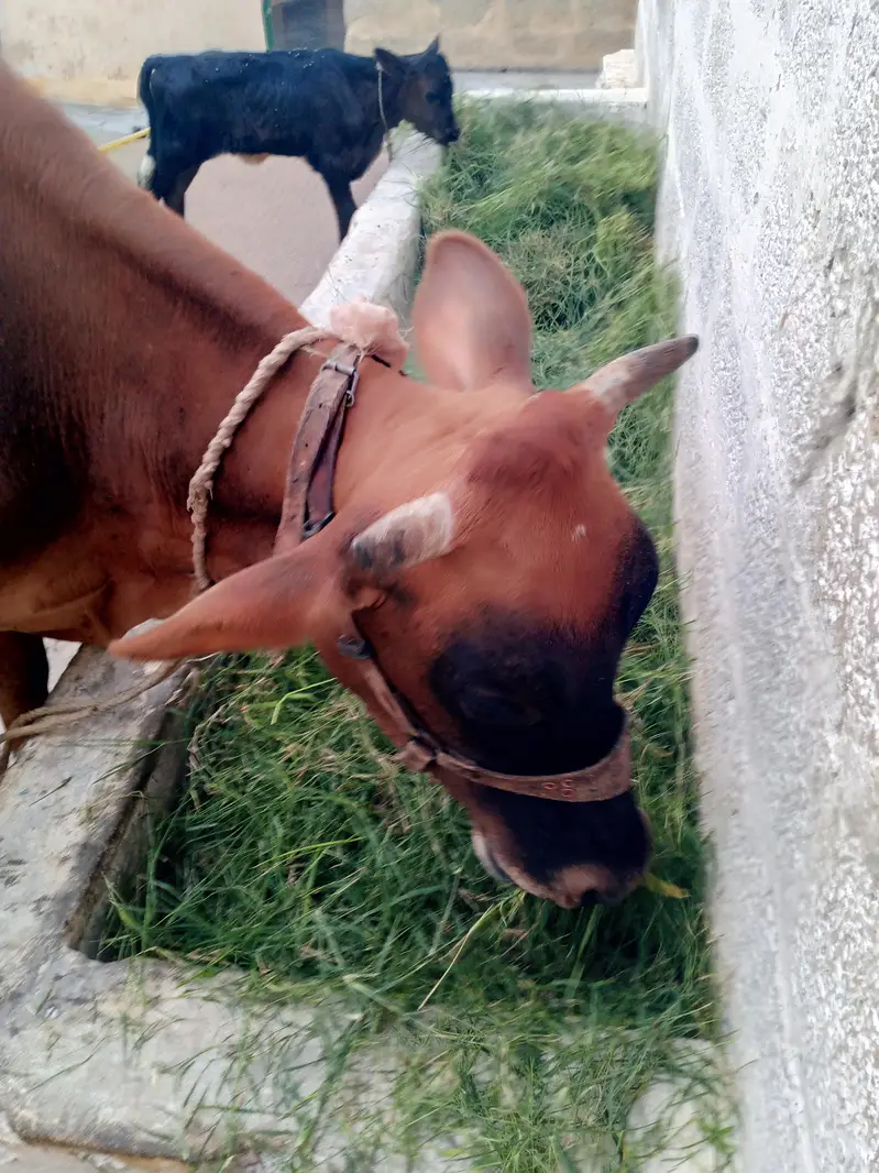 pure jersi cow with female bachi — photo 6
