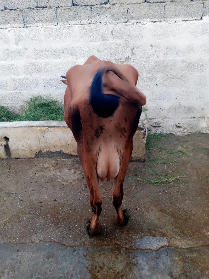 pure jersi cow with female bachi — photo 7