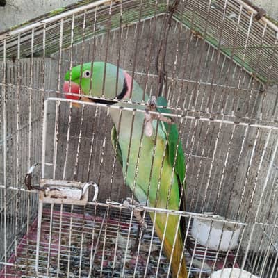 urgent sale