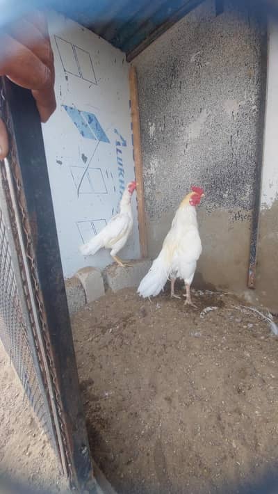 heera pair for sale