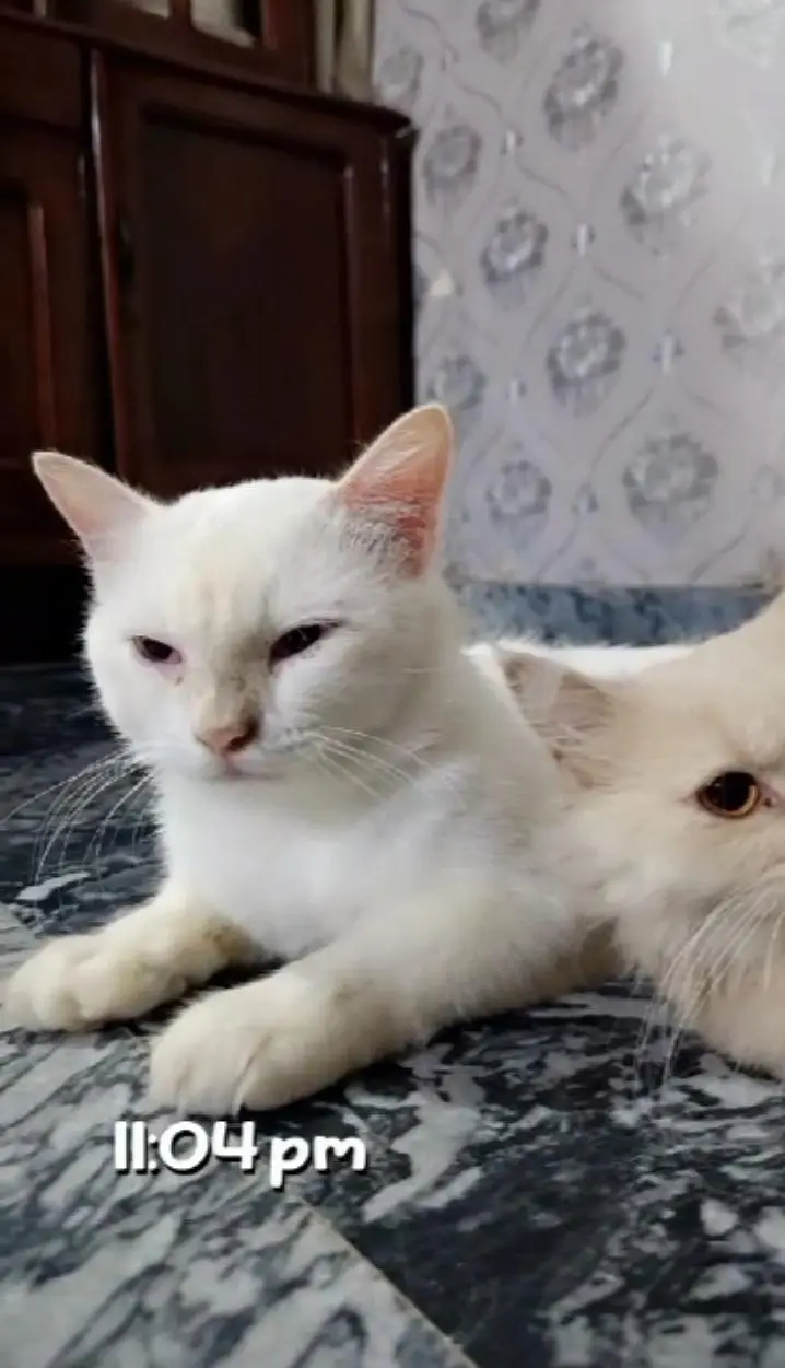 2 cat Persian double cot for sale — photo 5