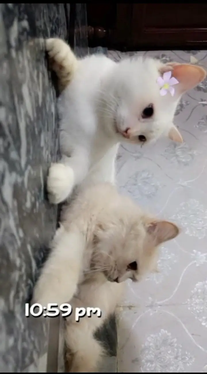 2 cat Persian double cot for sale — photo 6