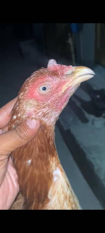 Hight guality  bnd jor murge 03295365801 call ye whats app