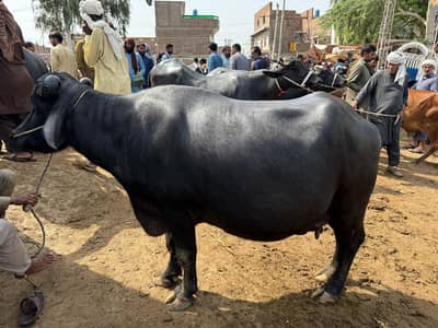 buffalo for sale