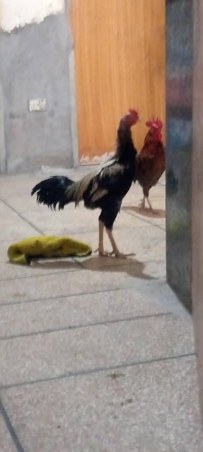 Aseel Mianwalli murga or 2 murgian