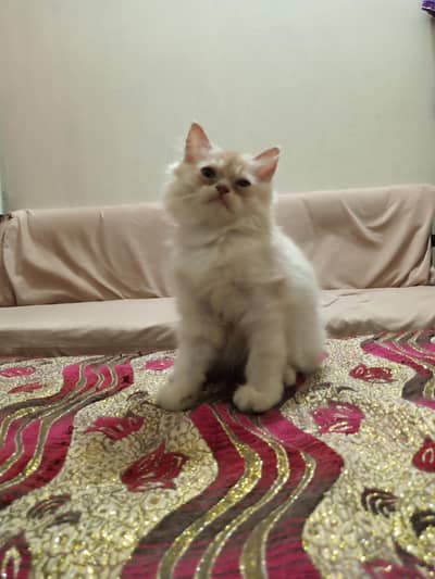 Persian Male Kitten for Sale