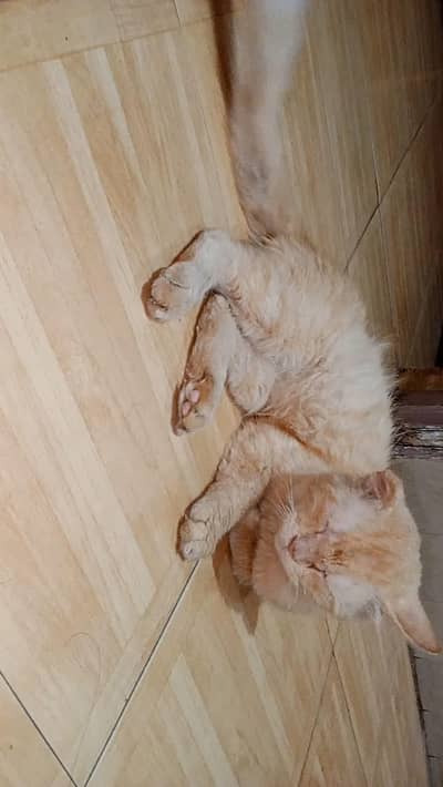 cute friendly  cat