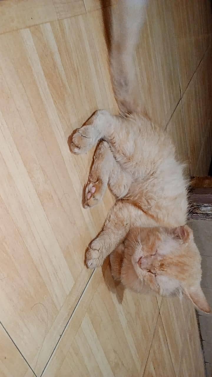 cute friendly  cat 0