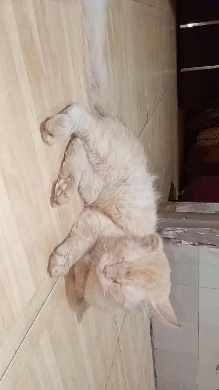 cute friendly  cat 1