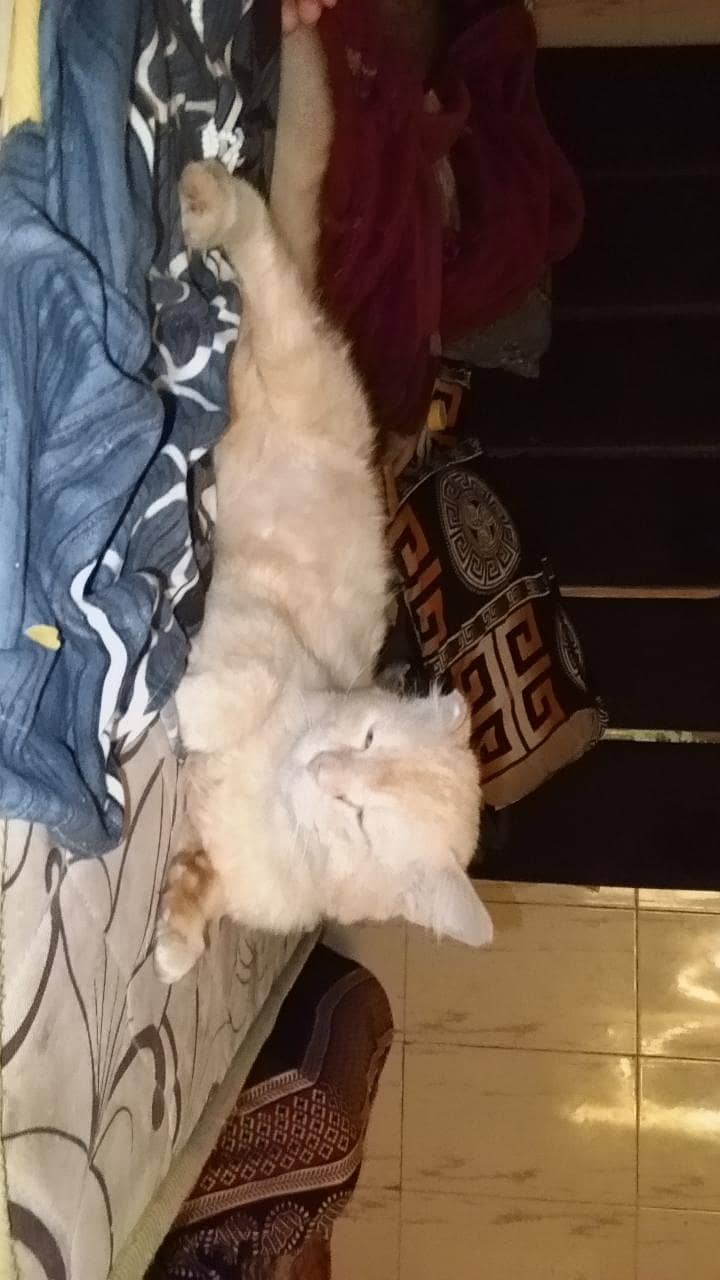 cute friendly  cat 2